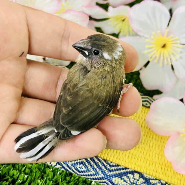 十姉妹（ジュウシマツ）