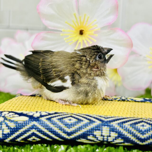 十姉妹（ジュウシマツ）