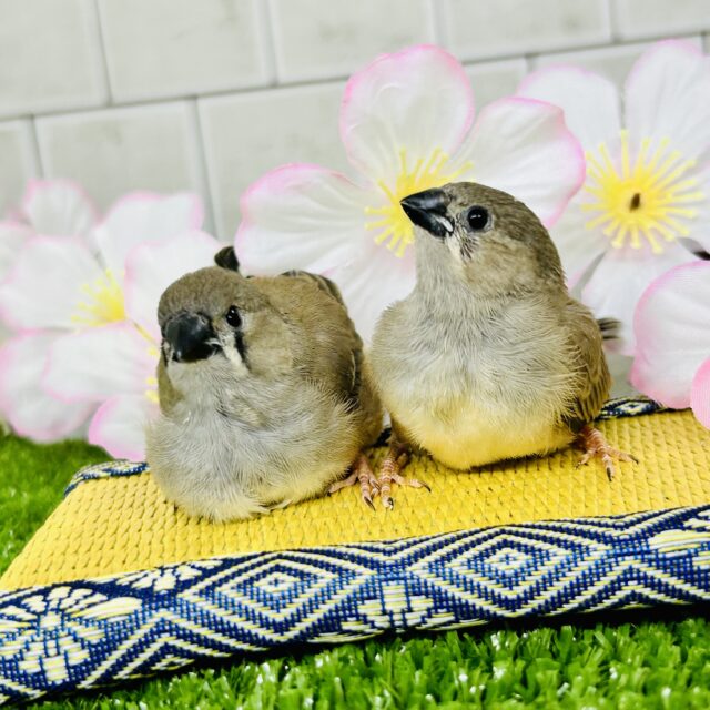 錦花鳥（キンカチョウ）