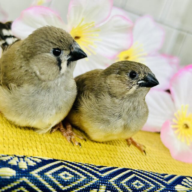 錦花鳥（キンカチョウ）