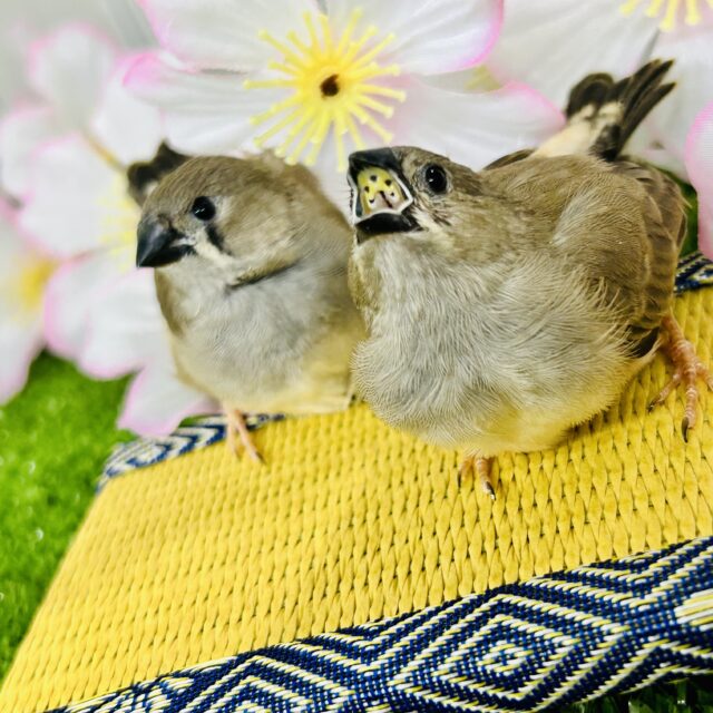 錦花鳥（キンカチョウ）