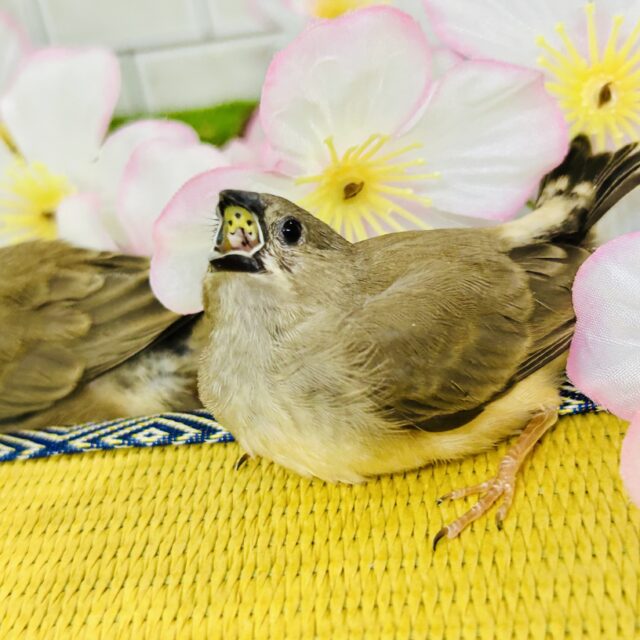 錦花鳥（キンカチョウ）