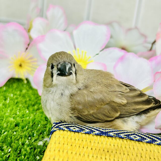 錦花鳥（キンカチョウ）