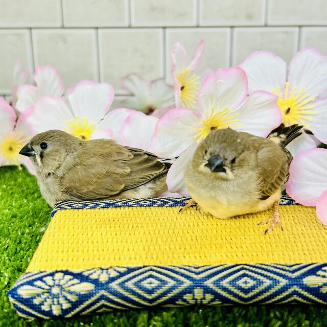 錦花鳥（キンカチョウ）