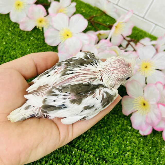 オカメインコ