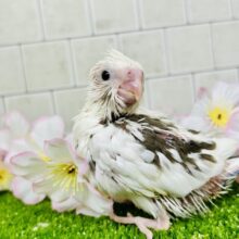 少しずつ暖かくなってきたかなー？　オカメインコ