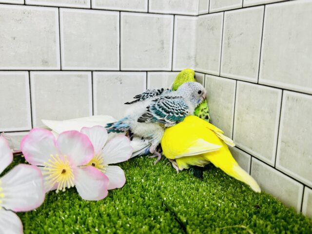 セキセイインコ