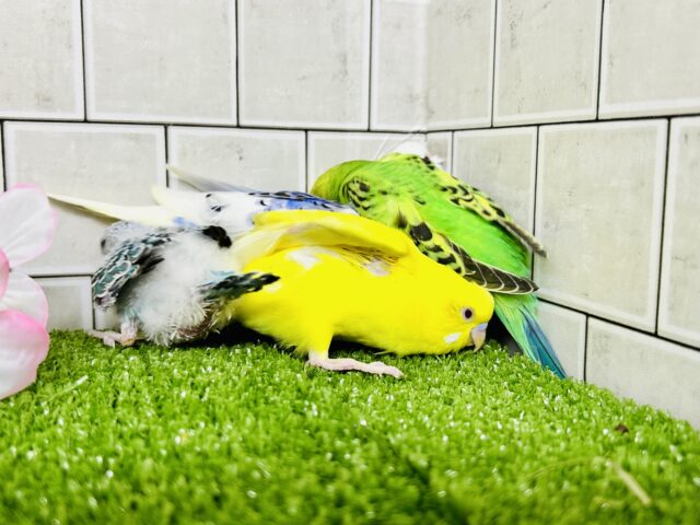 セキセイインコ