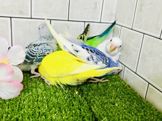 【最新画像更新☆☆】♪柏店春のひな祭り！♪🌸　セキセイインコ　