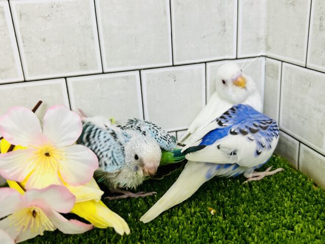 セキセイインコ