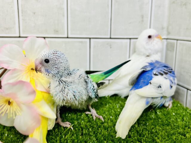 セキセイインコ