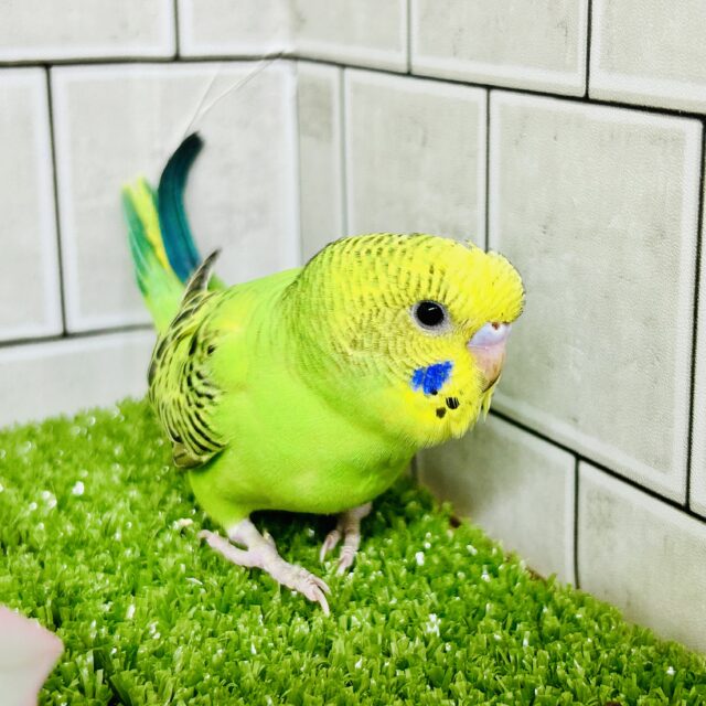 セキセイインコ