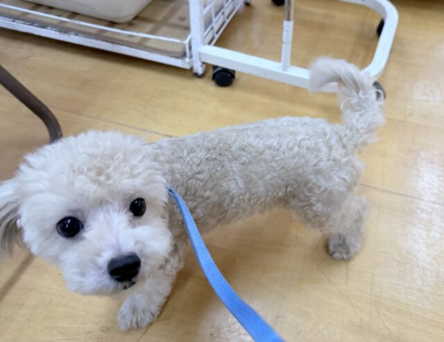 マルプー