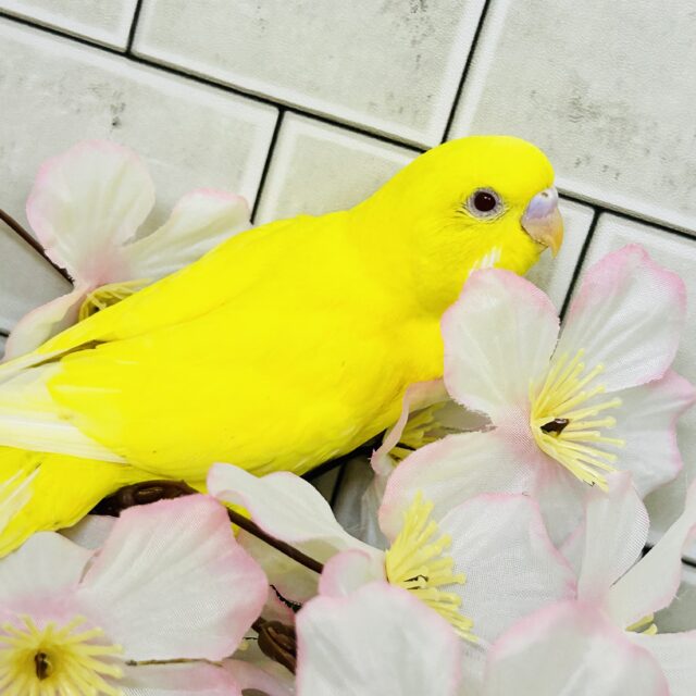 セキセイインコ