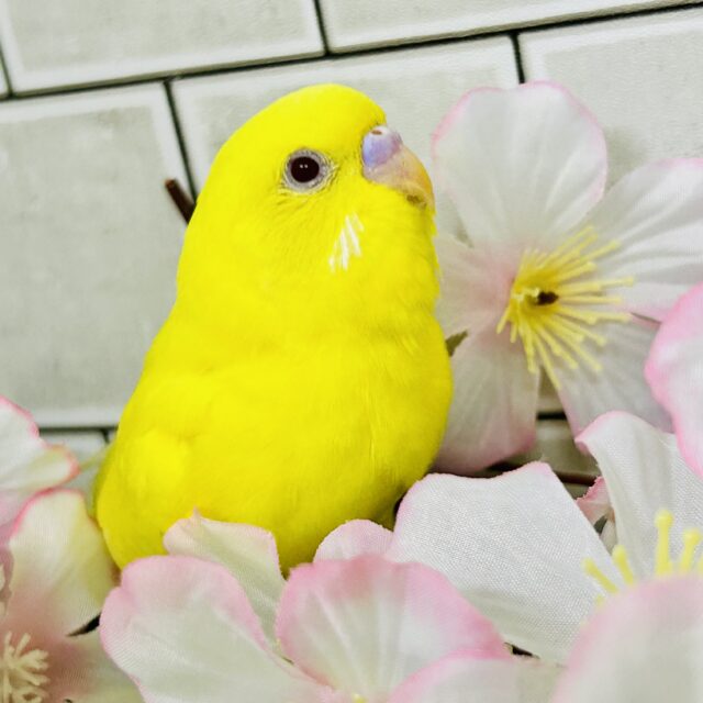 セキセイインコ