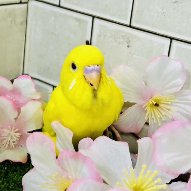 セキセイインコ
