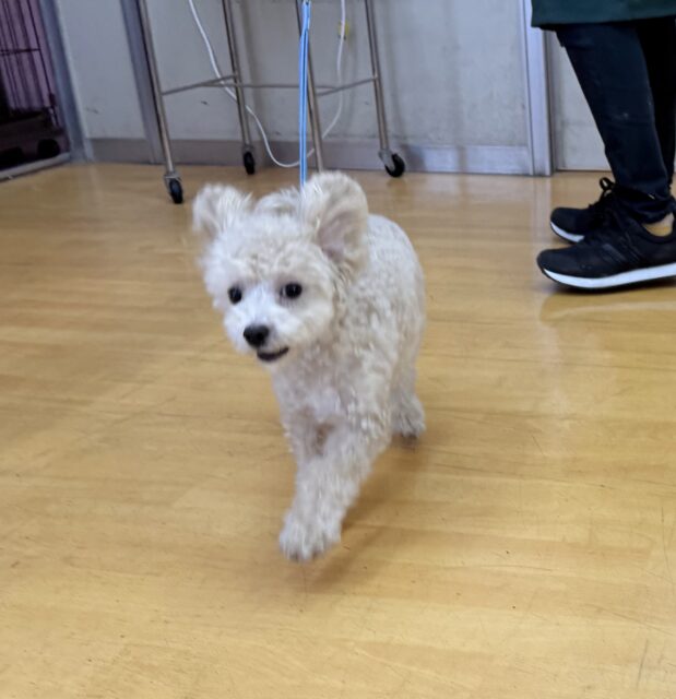 マルプー