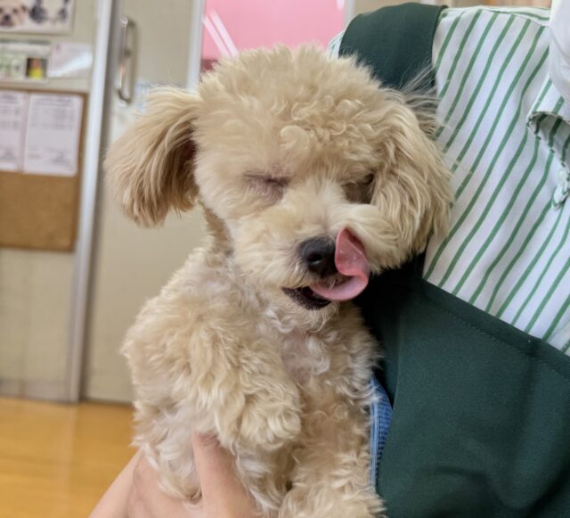 マルプー