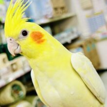 インコや文鳥、オウムや家禽｜千葉・栃木・神奈川・埼玉で販売中