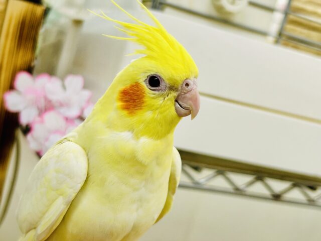 オカメインコ