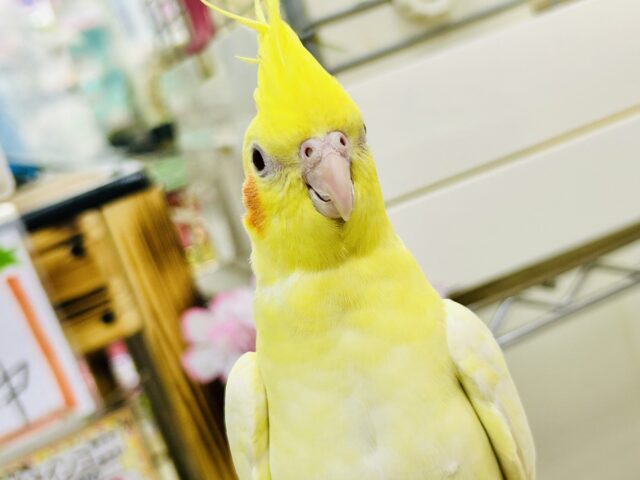 オカメインコ