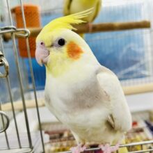 ✨最新画像✨ばななラテ🍌ミルクたっぷり🤭✧︎*。オカメインコ (シナモンパイド/2025年1月生まれ)