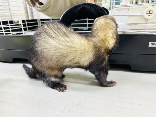 フェレット