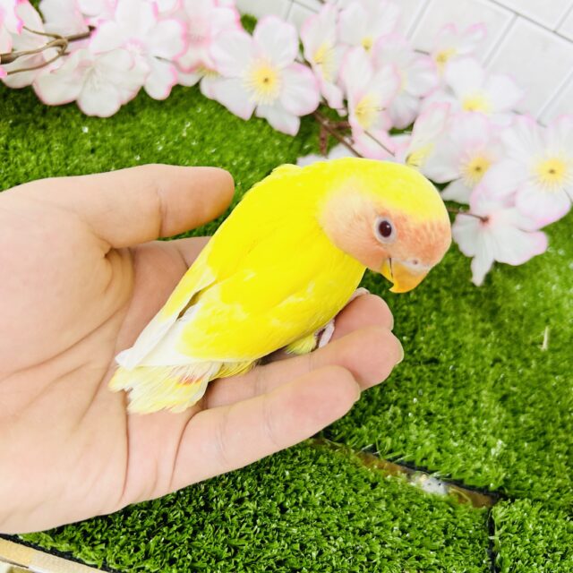 コザクラインコ（小桜インコ）