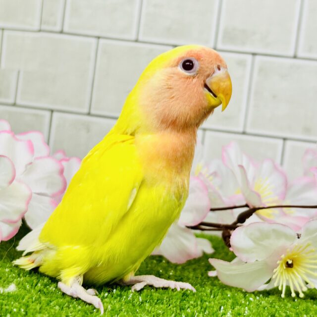 【最新画像更新☆☆】サンサン春晴れ!🌅 コザクラインコ 【最新画像更新☆☆】サンサン春晴れ!🌅 コザクラインコ
