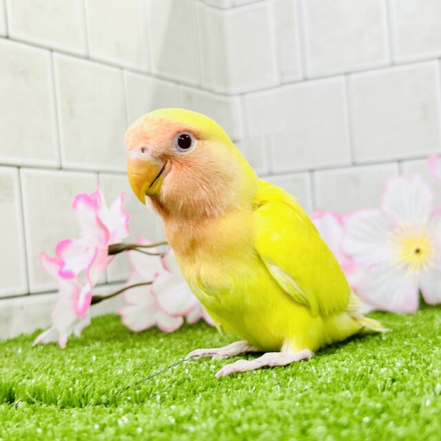 コザクラインコ（小桜インコ）