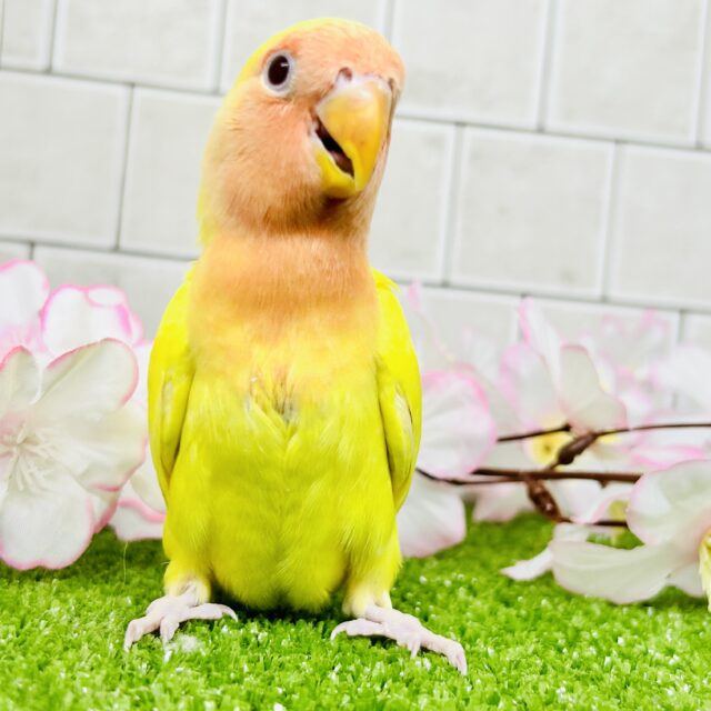 コザクラインコ（小桜インコ）