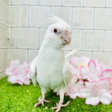 真っ白新入生！！　オカメインコ