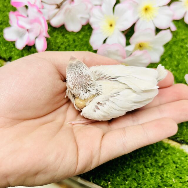 シルバーイノ文鳥