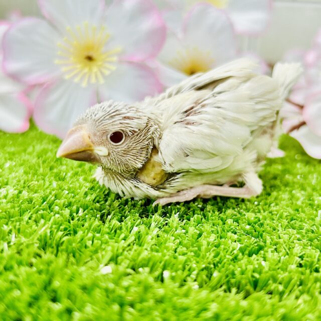 シルバーイノ文鳥