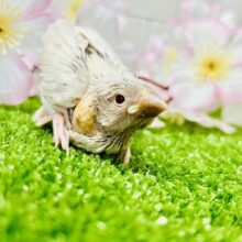 ちょっと珍しいコがやってきましたよ～　シルバーイノ文鳥