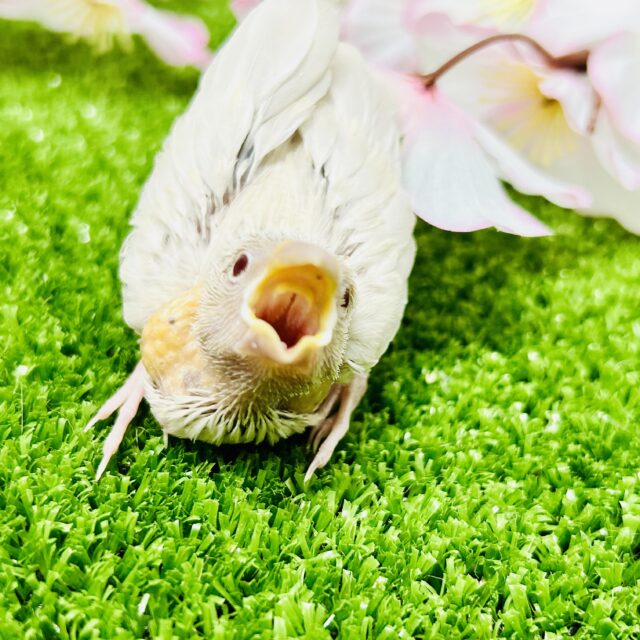 シルバーイノ文鳥