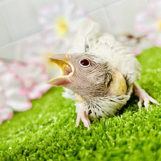 シルバーイノ文鳥