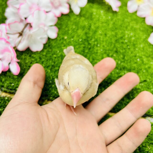 シナモン文鳥