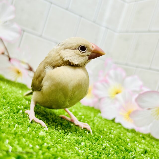 シナモン文鳥