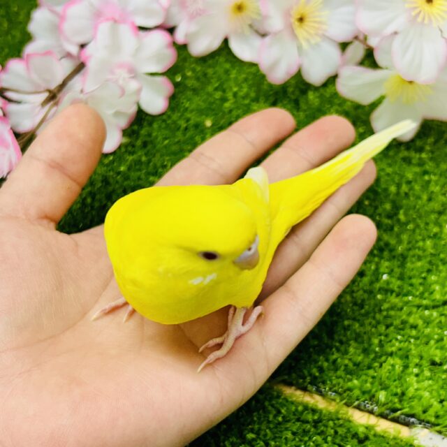 セキセイインコ