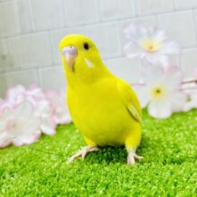 もっちり太陽のタマゴ🌅　セキセイインコ