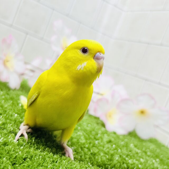 セキセイインコ