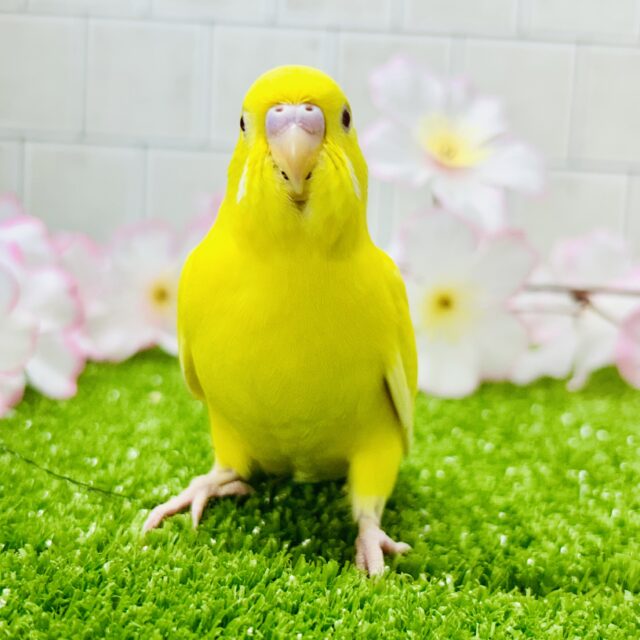 セキセイインコ