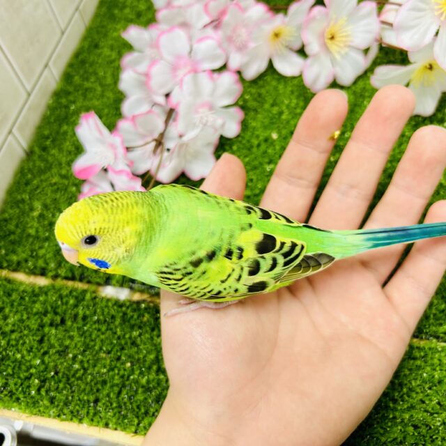 セキセイインコ