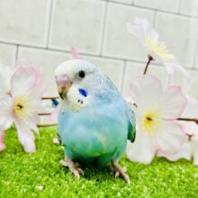 ハレバレスカイックカラー♬　セキセイインコ