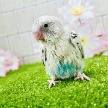 ぽちぽち黒ゴマ模様が個性的！！　セキセイインコ