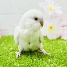 純白ベールに包まれた隠された性格？？　セキセイインコ