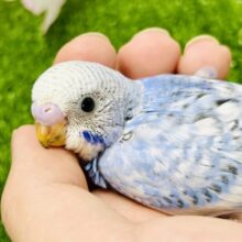 かくれんぼが好きな甘えん坊候補？？　セキセイインコ
