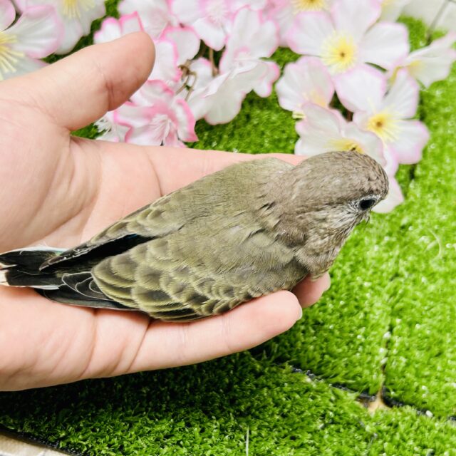 アキクサインコ（秋草インコ）