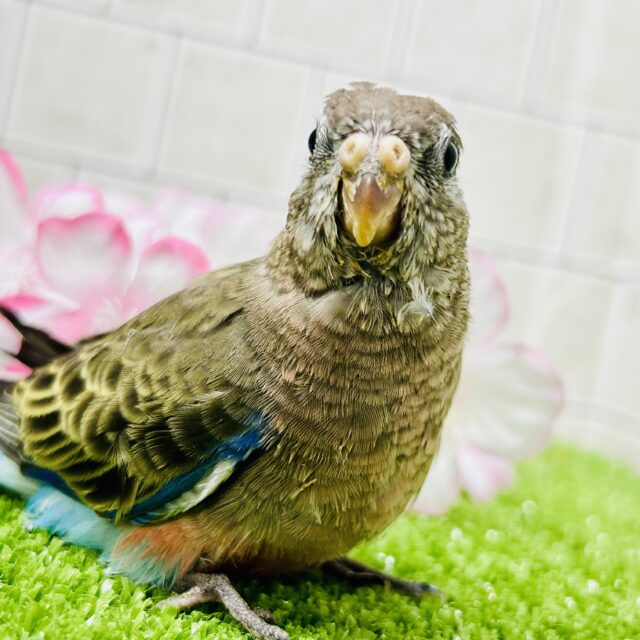 アキクサインコ（秋草インコ）
